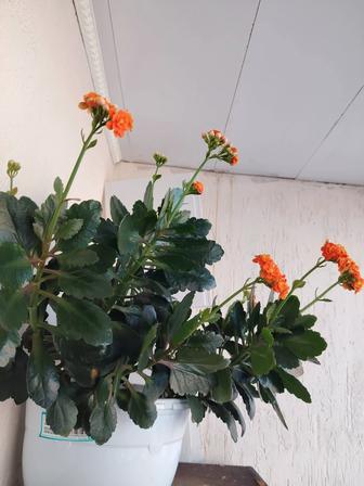 Комнатные цветы