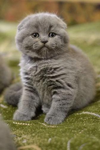 котята породистые вислоушки