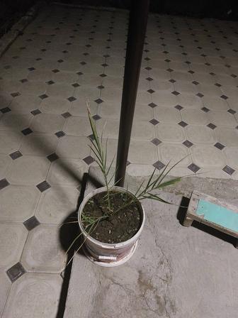 Финиковая пальма