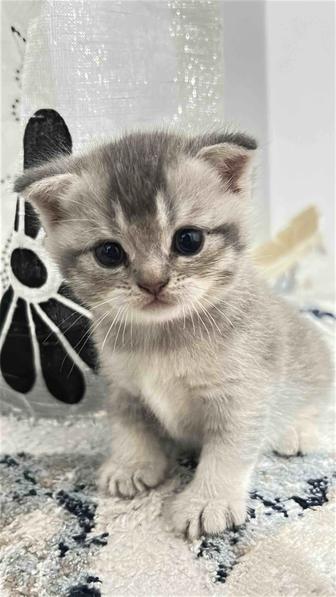 котята