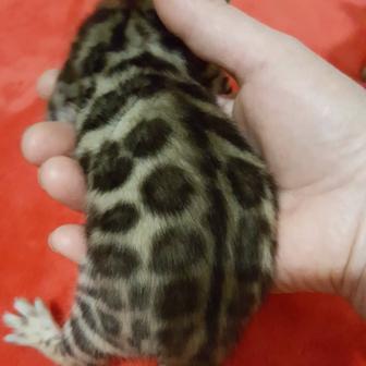 Бенгальские котята.