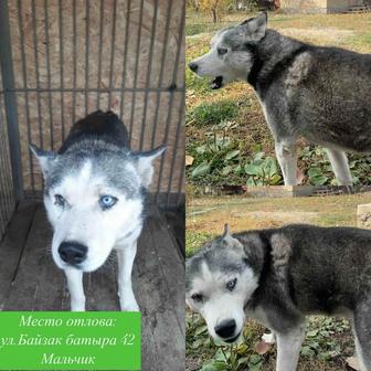 Потеряли собаку . Хаски город Алматы