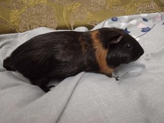 Морская свинка