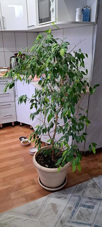 Продам фикус
