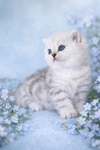 Клубный шотландский котик с документами