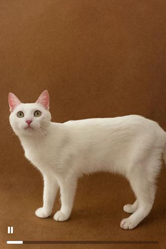 Кошка АЙСИ ищет семью. Стерилизована