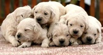 Золистый ретривер(Голден Ретривер)