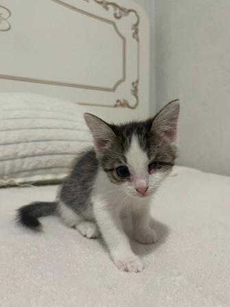 Кошки