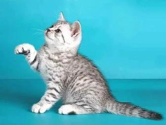 Продам шотландского котенка, окрас вискас