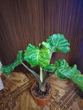 Продам Алоказию Лоу Райдер