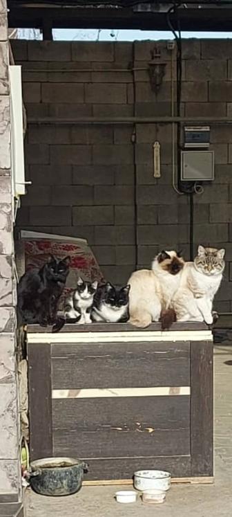 Котята-крысоловы (ост-1), гарантия!