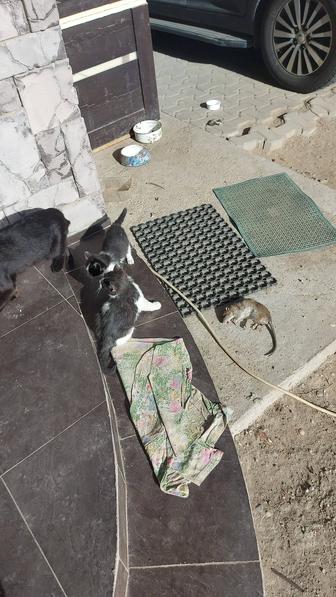 Котята-крысоловы (ост-2).