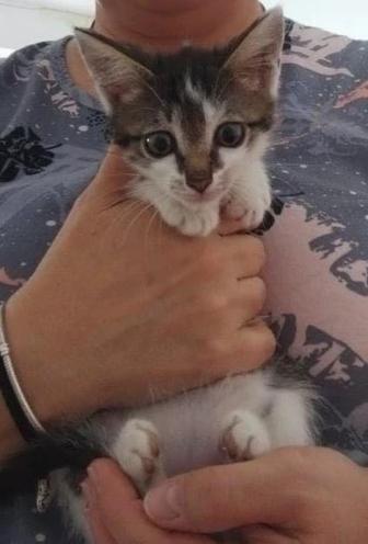 Котята в заботливые руки!