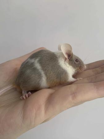 АКЦИЯ! Самцы декоративных мышек