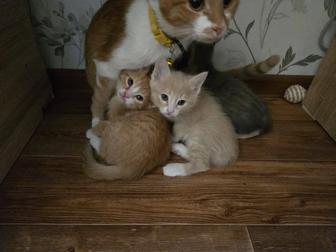 Отдам котят в хорошие руки