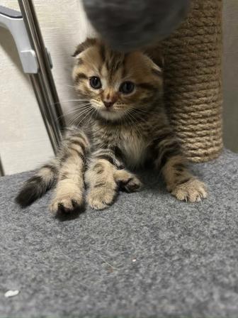 Отдам вислоухих котят в добрые руки.