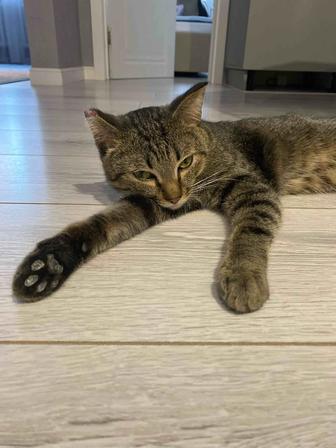 Отдам кота в добрые руки