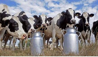 Домашнее коровье молоко
