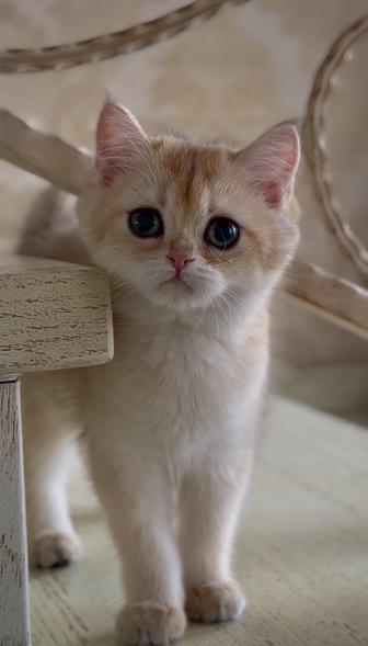 Котенок золотая шиншилла