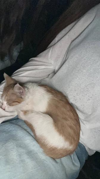 Отдам котенка в хорошие руки девочка 2 месяца