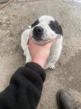 Отдам собаку в хорошие руки