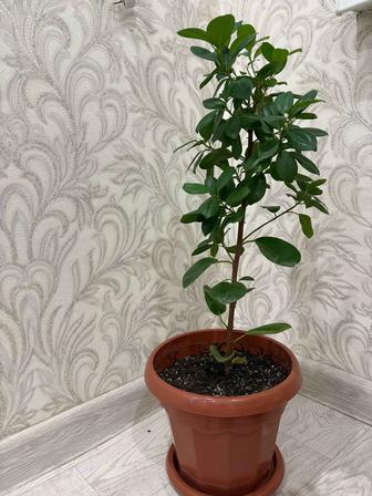 Продам комнатные цветы