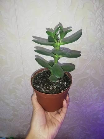 Денежное дерево (толстянка)