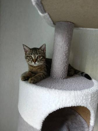 Кошки