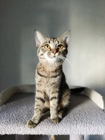 Кошки
