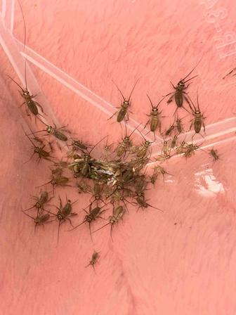 Колония нимф сверчков 1-4недели