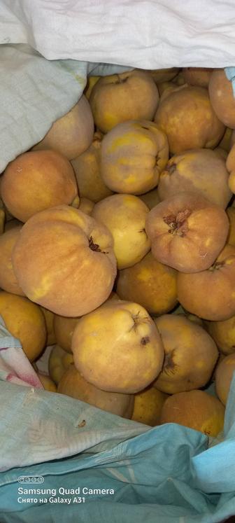 Айва домашняя