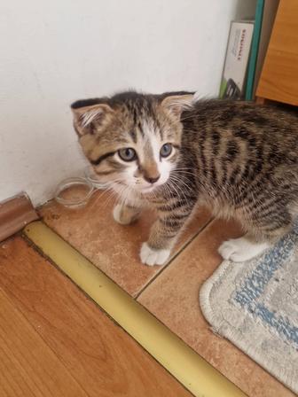 Отдам бесплатно котенка вислоухий