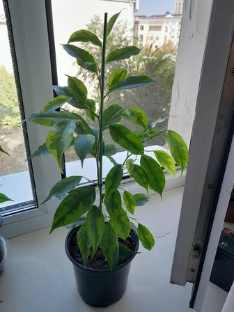 Комнатные растения, Фикус Бенджамина