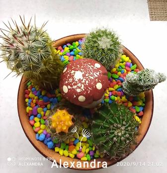 Изготовление композиции из живых комнатных растений, на заказ!!!