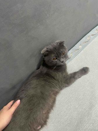 кошка британская