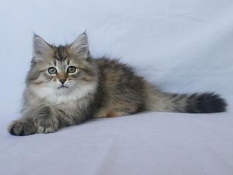 Продается котенок сибирский