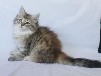 Продается котенок сибирский