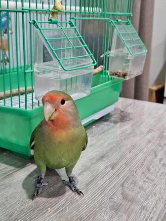 Попугай неразлучник