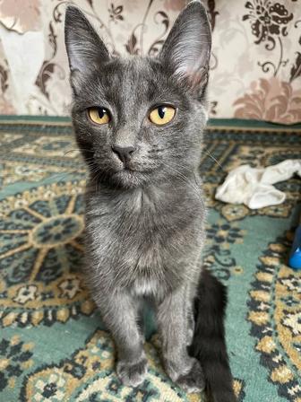 Отдам кота