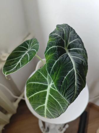 Алаказия домашняя