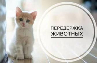 Передержка для животных