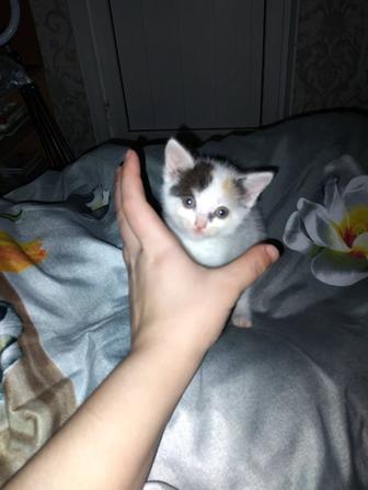 Отдам котят бесплатно
