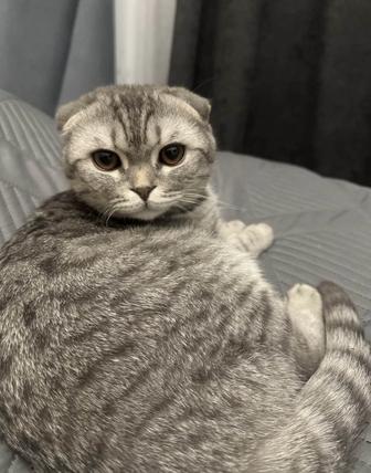 Отдам шотландского котика