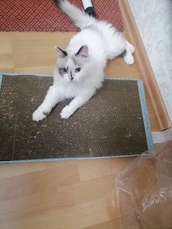 Отдам кошку