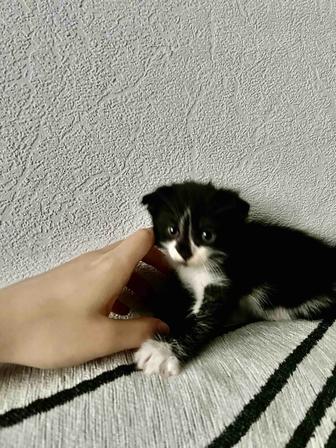 Вислоухий котенок в добрые руки