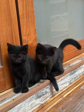 3 котенка, 1 девочка, 2 мальчика