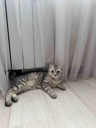 Продаю кошку 6 месяцев шотландская вислоухая