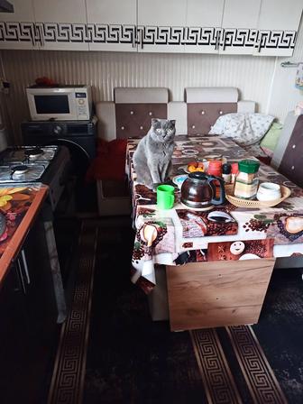 красивые котята вислоухие