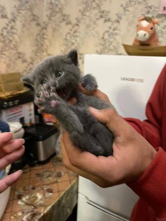 красивые котята вислоухие