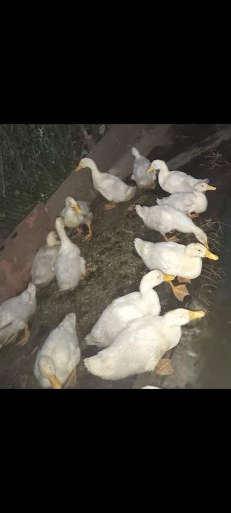 продам пекинскую утку